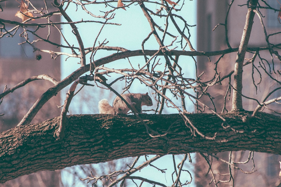 Animal branch chipmunk