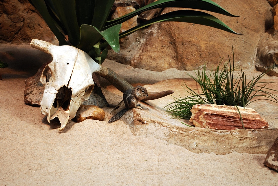 Animal bone chipmunk