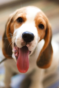 Adorable animal canine