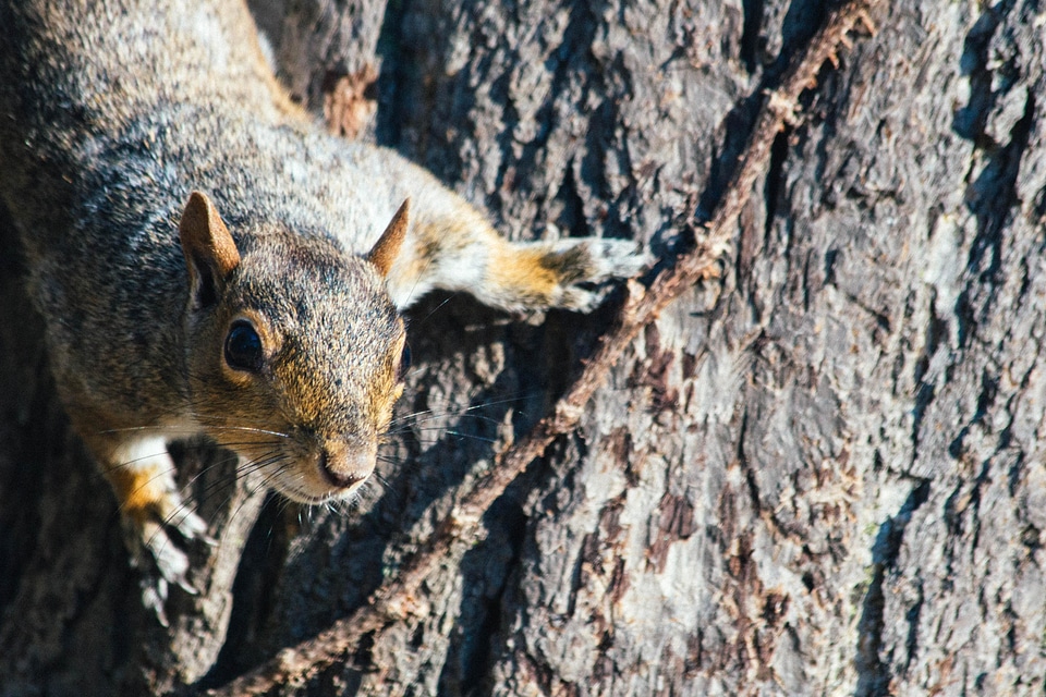 Animal chipmunk cute photo