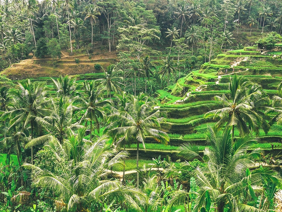 Agriculture beautiful photo environment