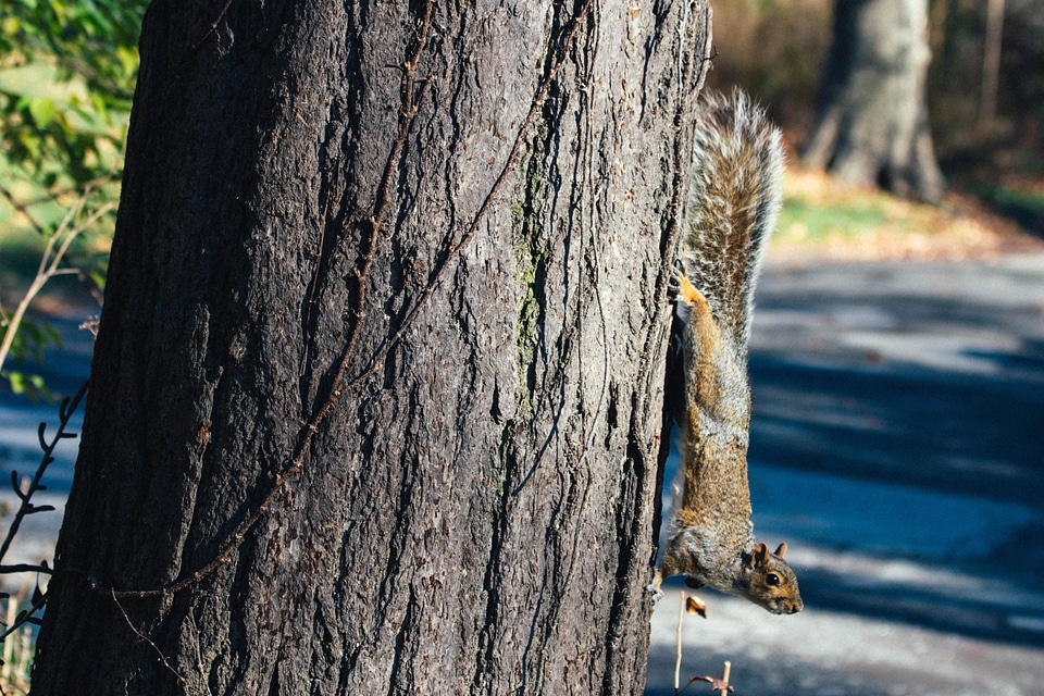 Bark chipmunk fox squirrel