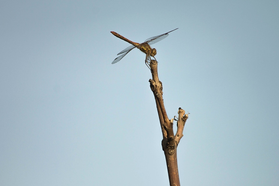 Animal arthropod branch