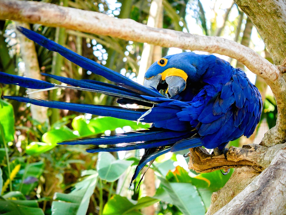 Animal beak beautiful photo