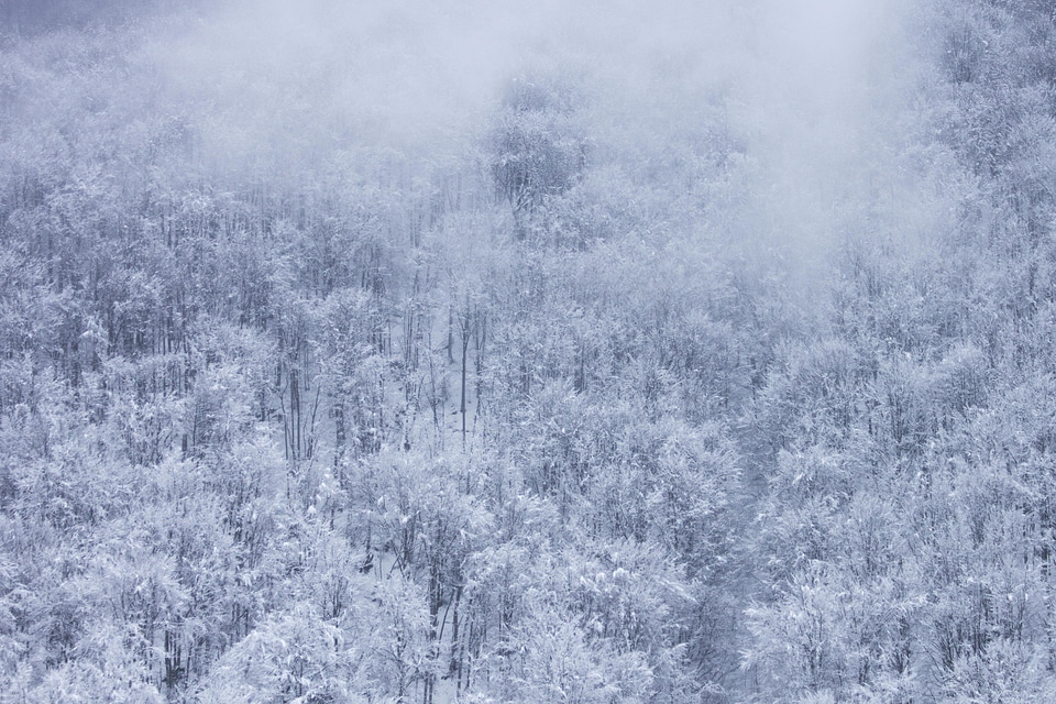 Cold fog forest photo