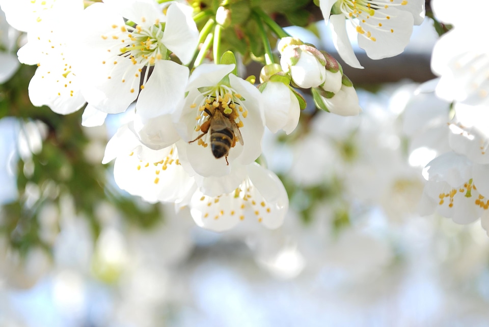 Animal arthropod beautiful flowers