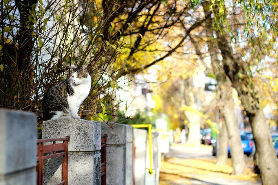 Animal architecture cat