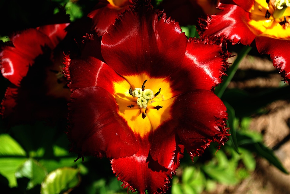 Beautiful beautiful flowers beautiful photo