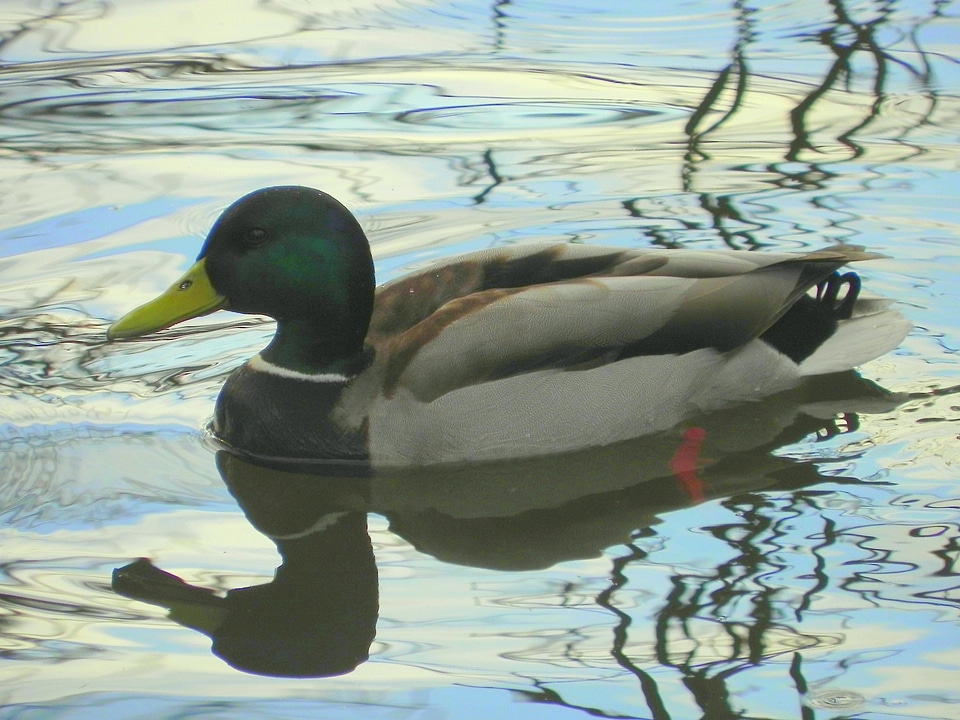 Animal aquatic bird avian