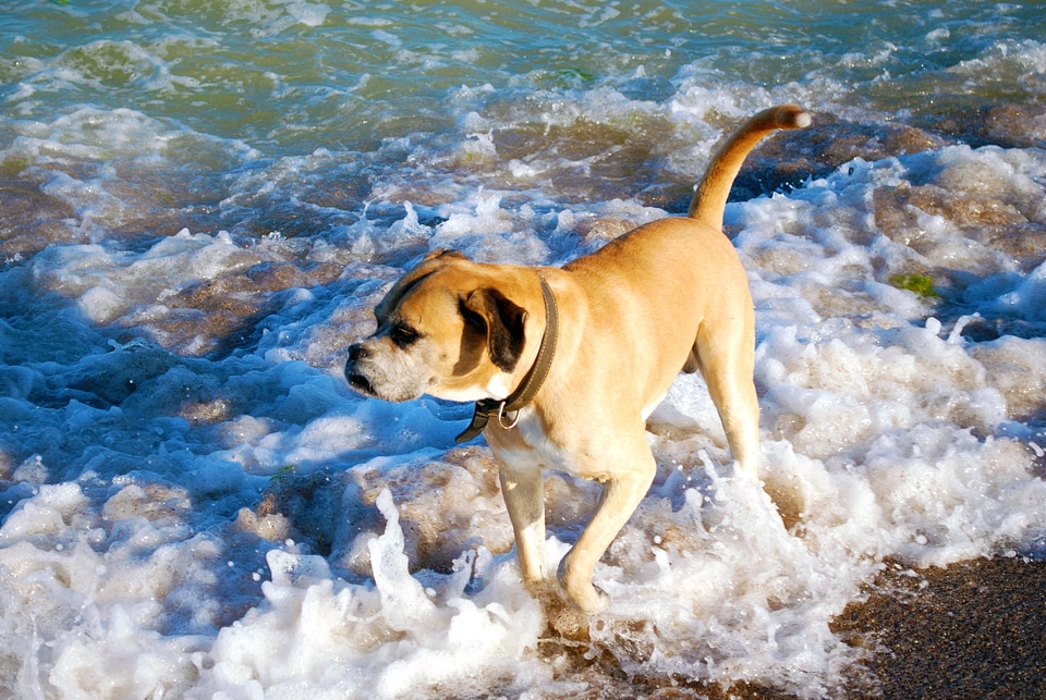 Animal beach canine