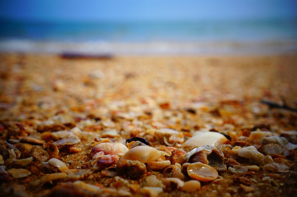 Beach ground nature photo