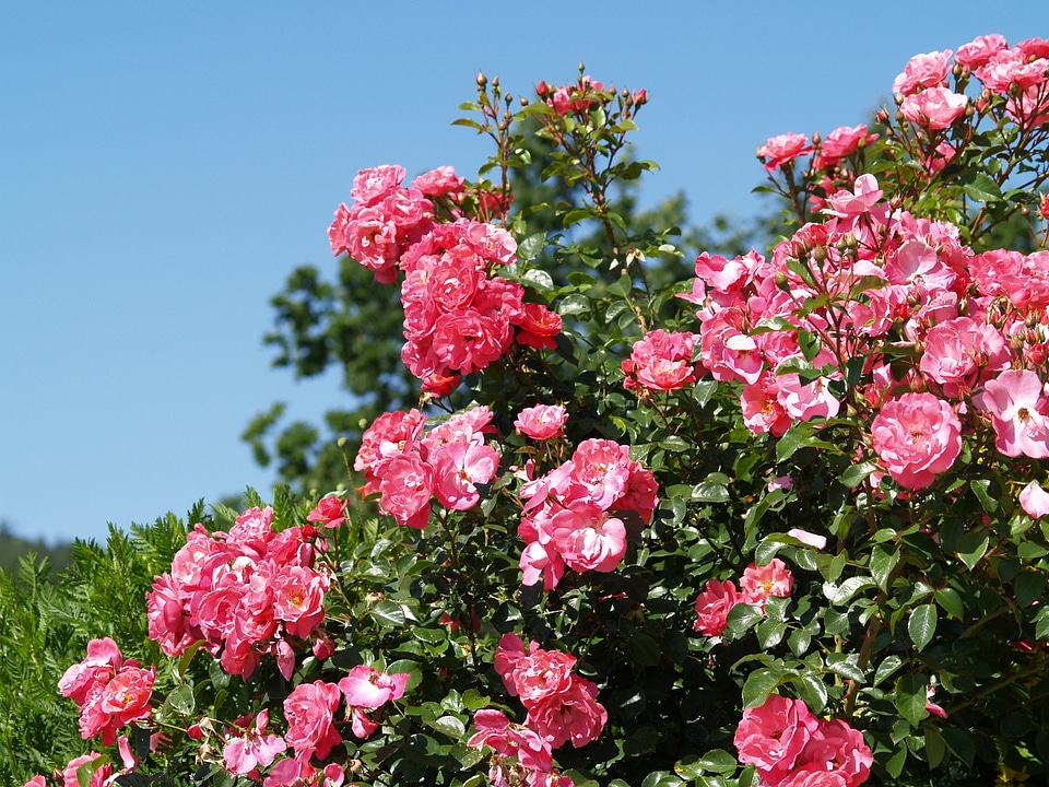 Roses rest pink