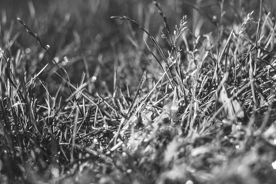 Black And White dawn dry