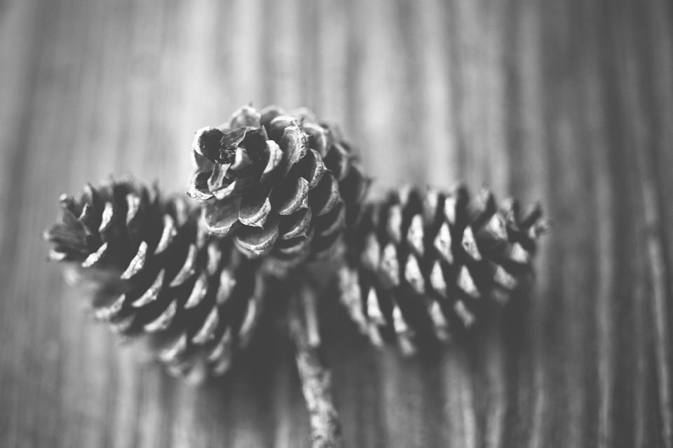 Art black and white conifer