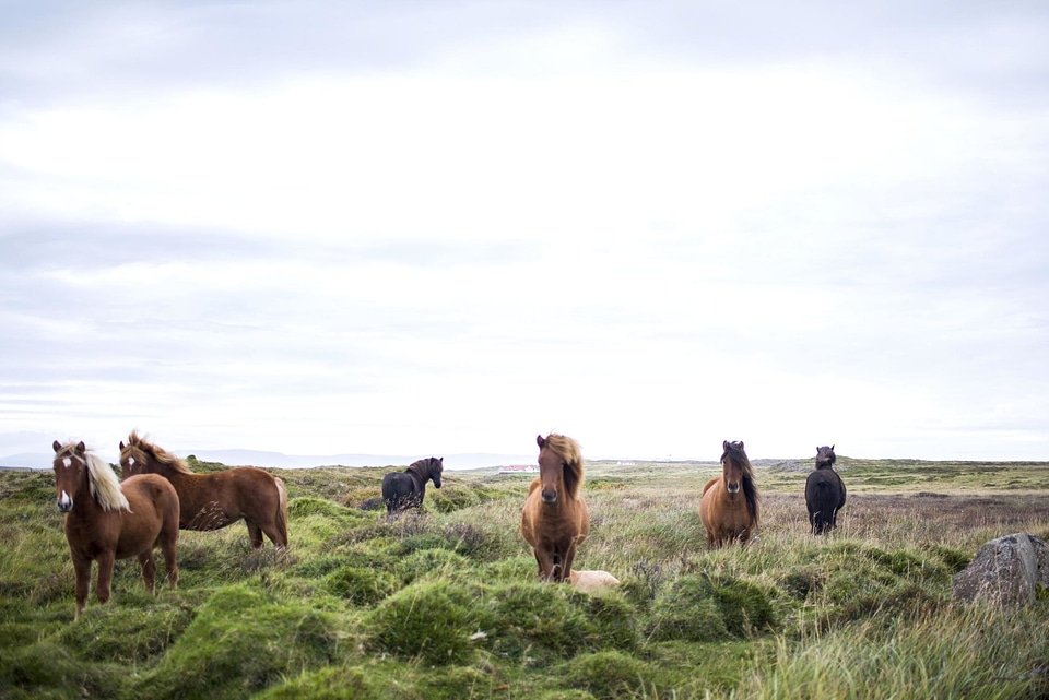 Agriculture animal cattle