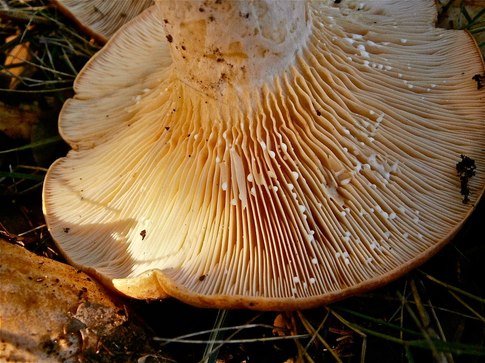 Fungi forest nature