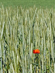 Field nature red photo