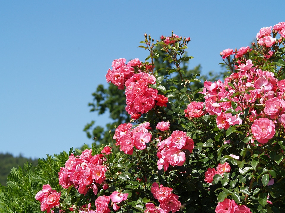 Roses rest pink