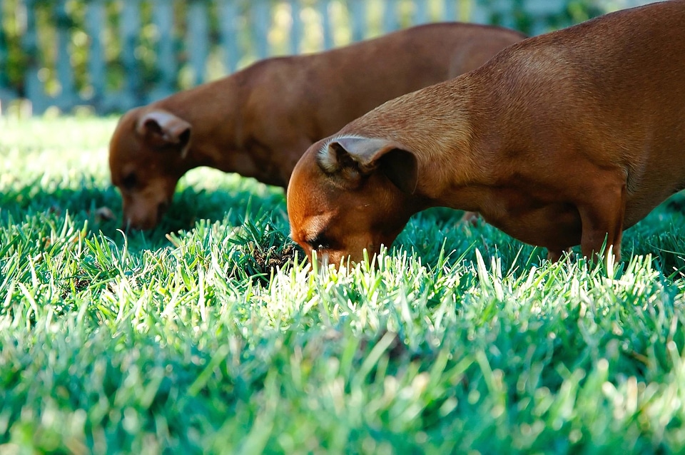 Agriculture animal canine