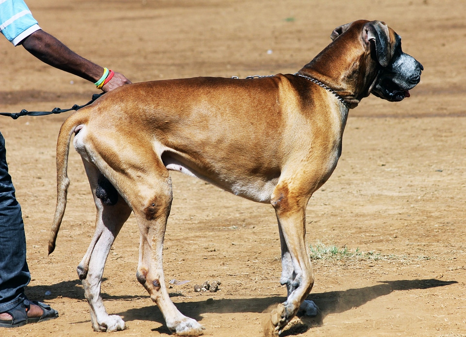 Brown canine domestic photo