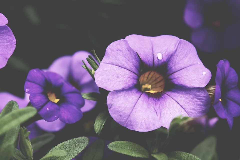 Beautiful beautiful flowers beautiful photo