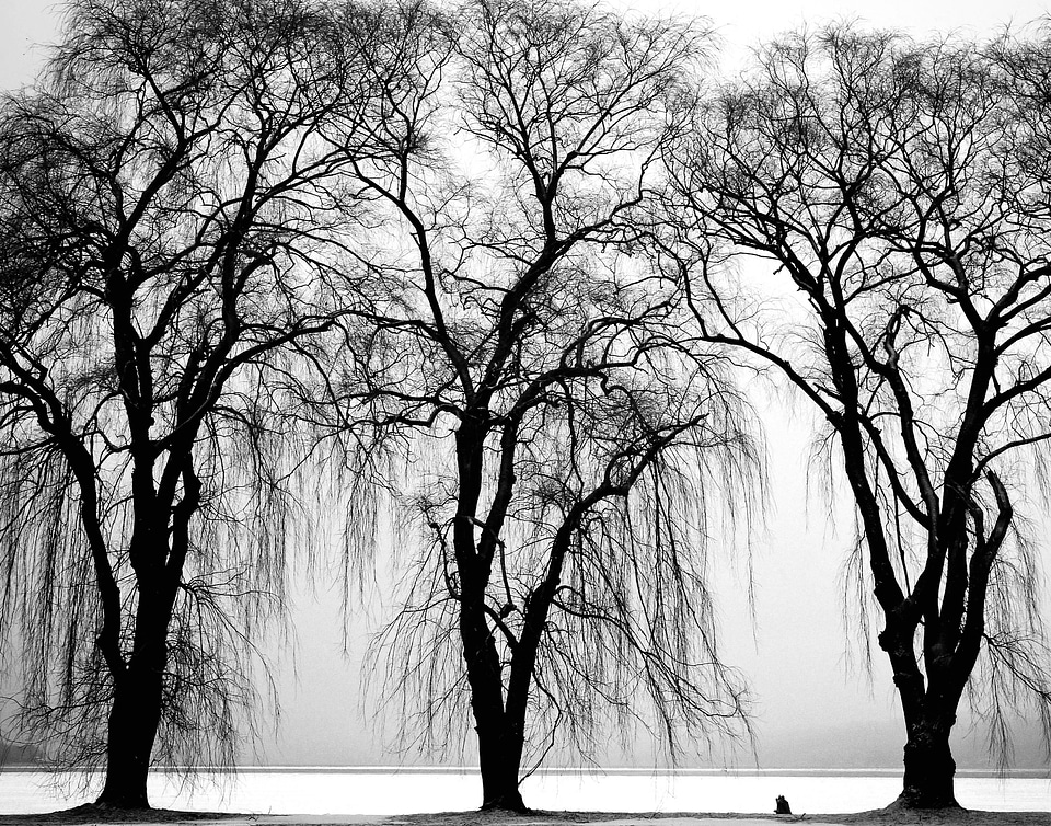 Alley black and white branch