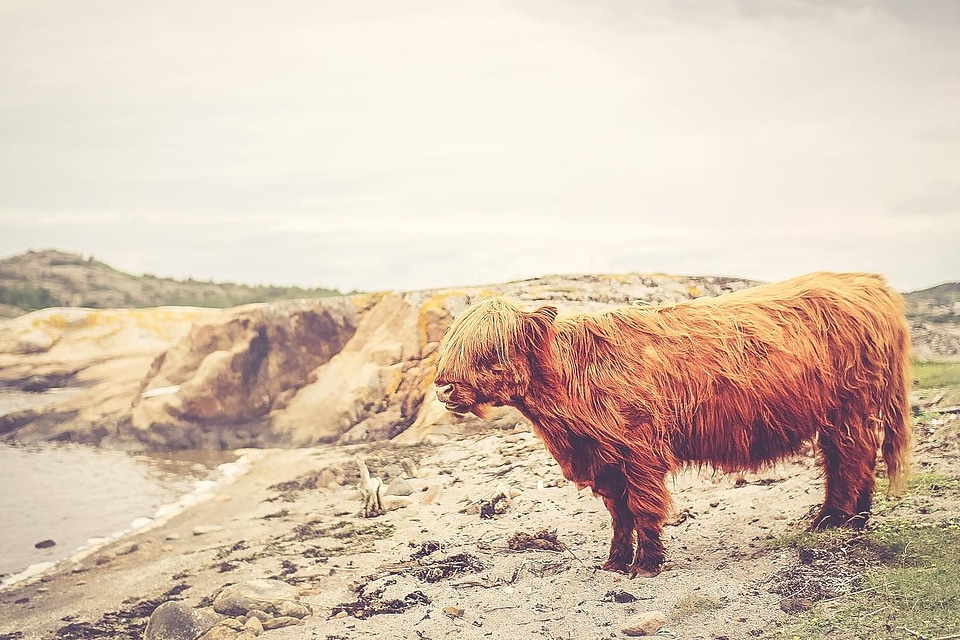 Animal beach cattle