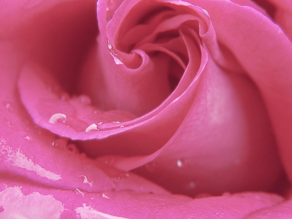 Beautiful Flowers beautiful photo blooming