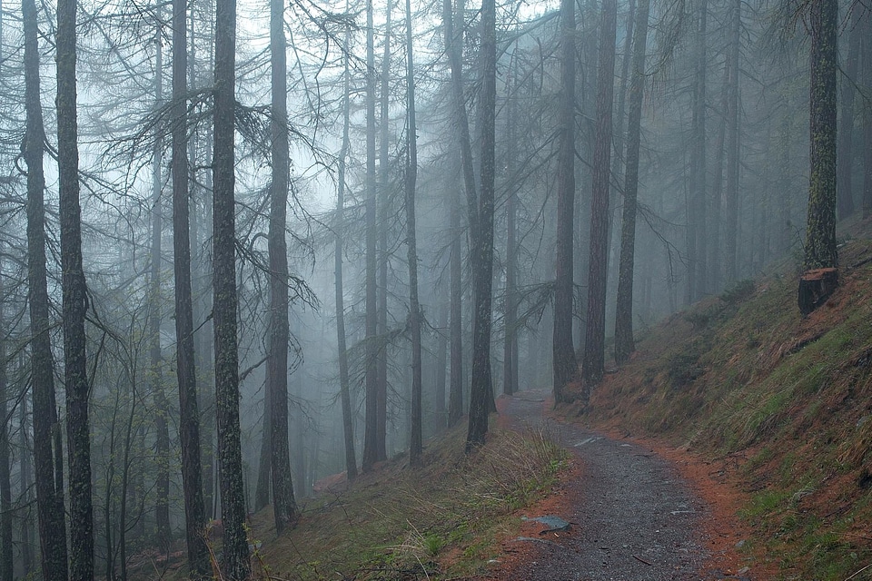 Autumn conifer country photo