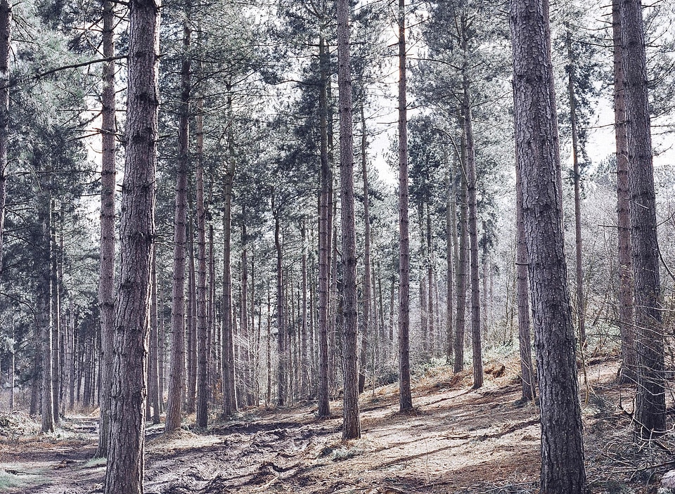 Conifer environment evergreen