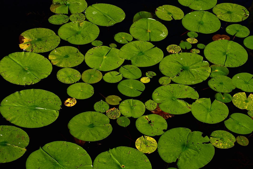 Aquatic art beautiful