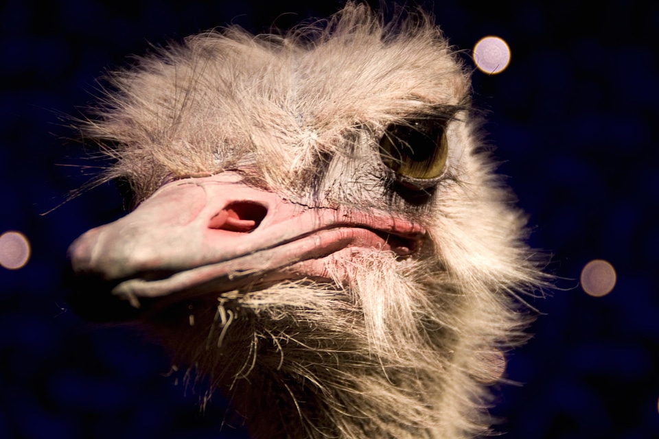 Animal beak beautiful photo