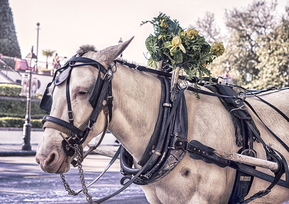 Animal beautiful photo carriage