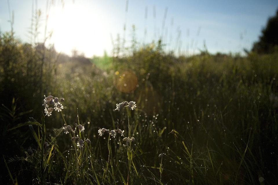 Area beautiful flowers blooming