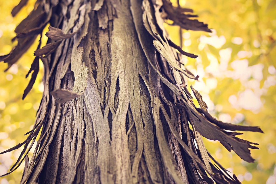 Bark dry flora photo