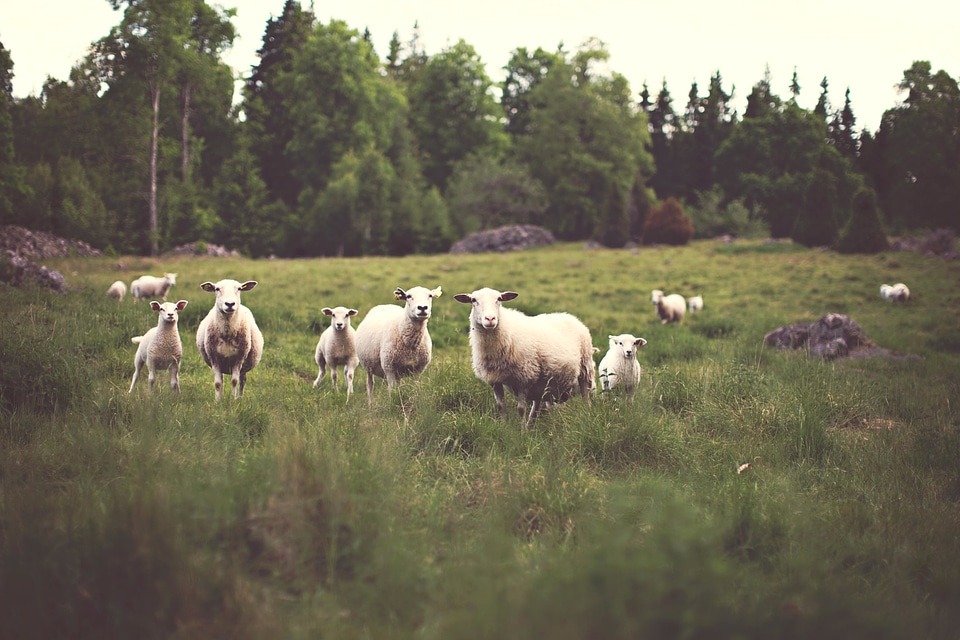 Agriculture animal cattle