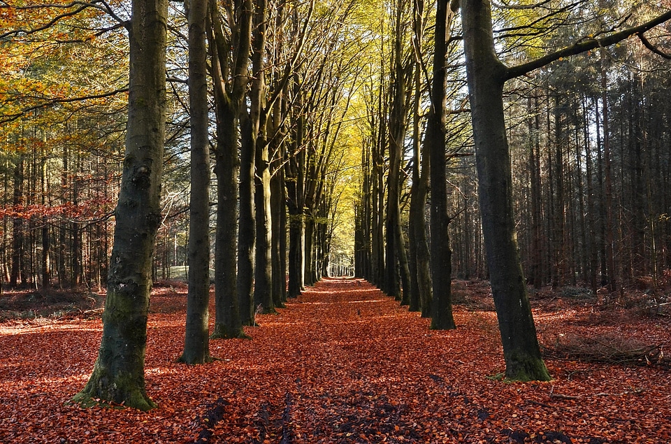 Autumn bark beautiful photo