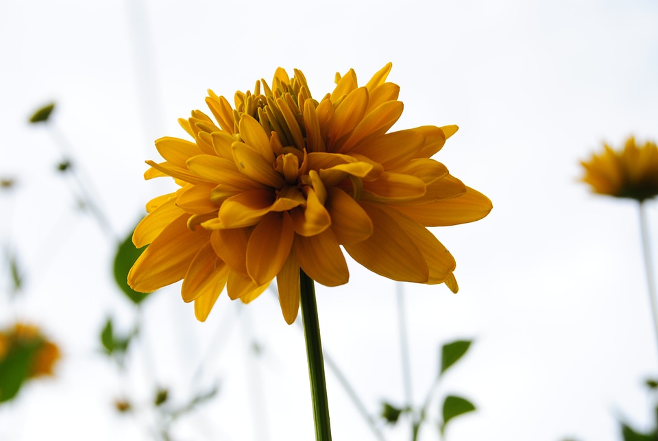 Alone background plant