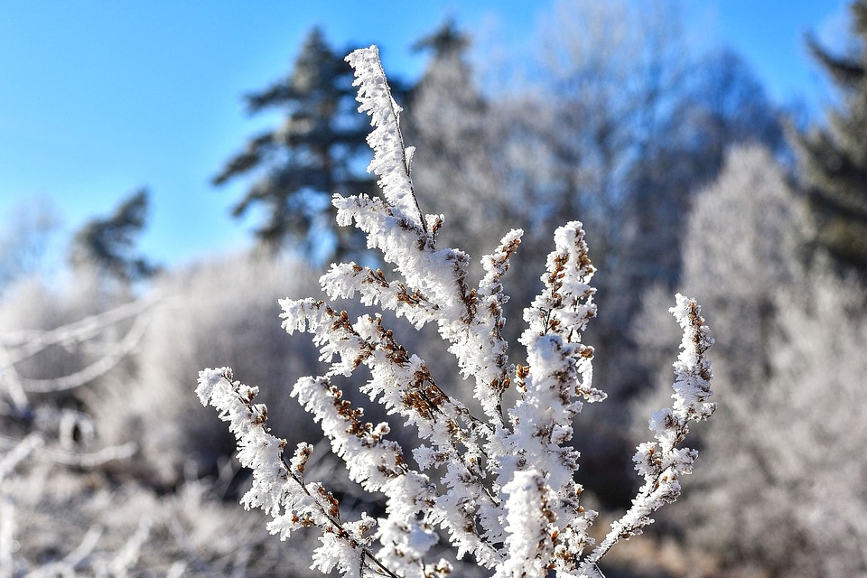 Branch cold frost photo