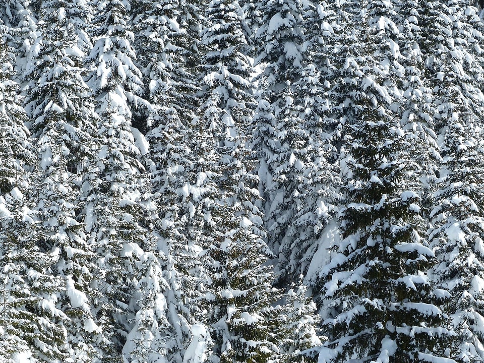 Cold conifer forest