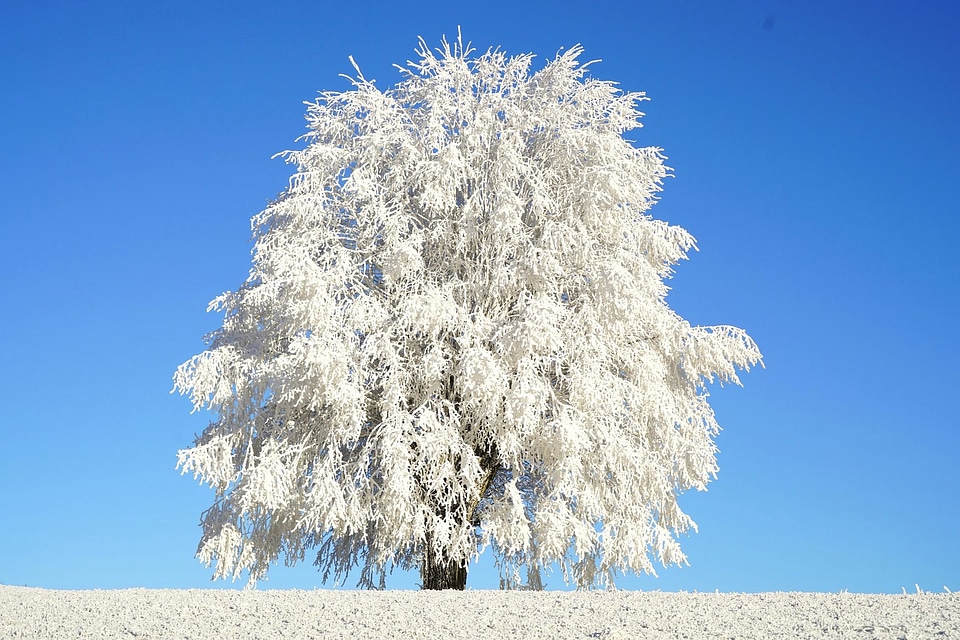 Blue Sky cold frost