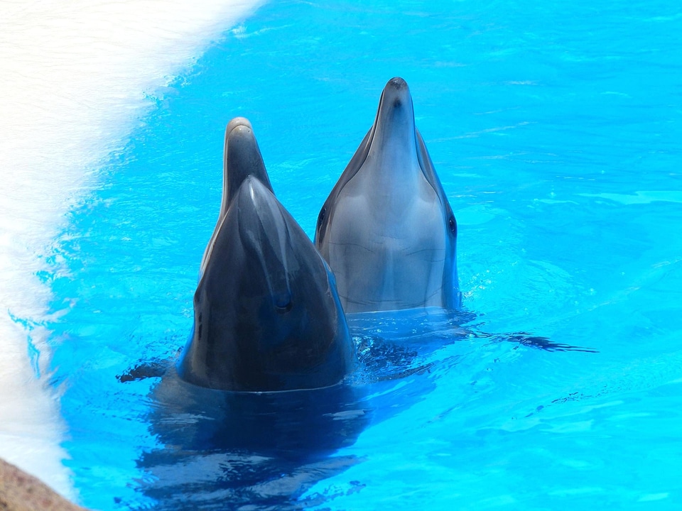 Animal daylight dolphin