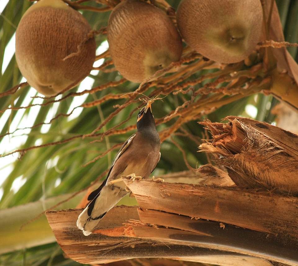 Mynah common myna bird