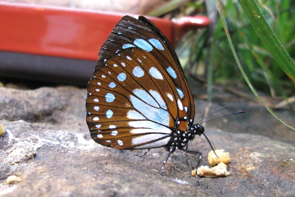 Animal arthropod bug