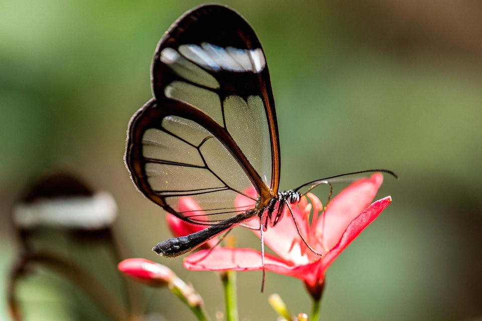 Animal antenna arthropod