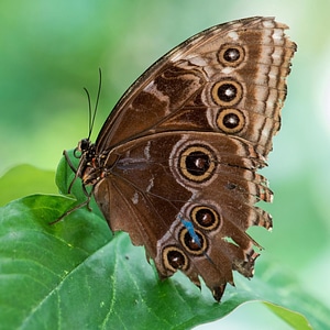 Animal antenna arthropod photo