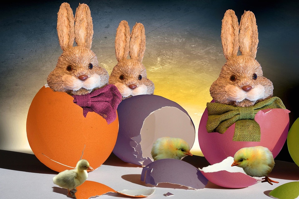 Bunny colorful cute
