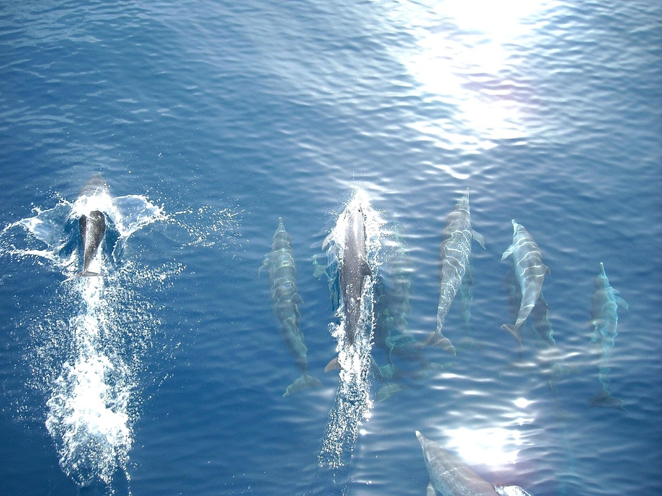 Animal dolphin nature