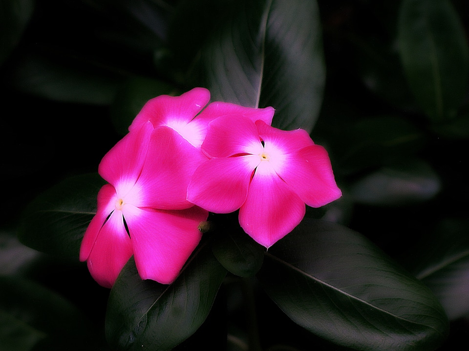 Floral blossom petal