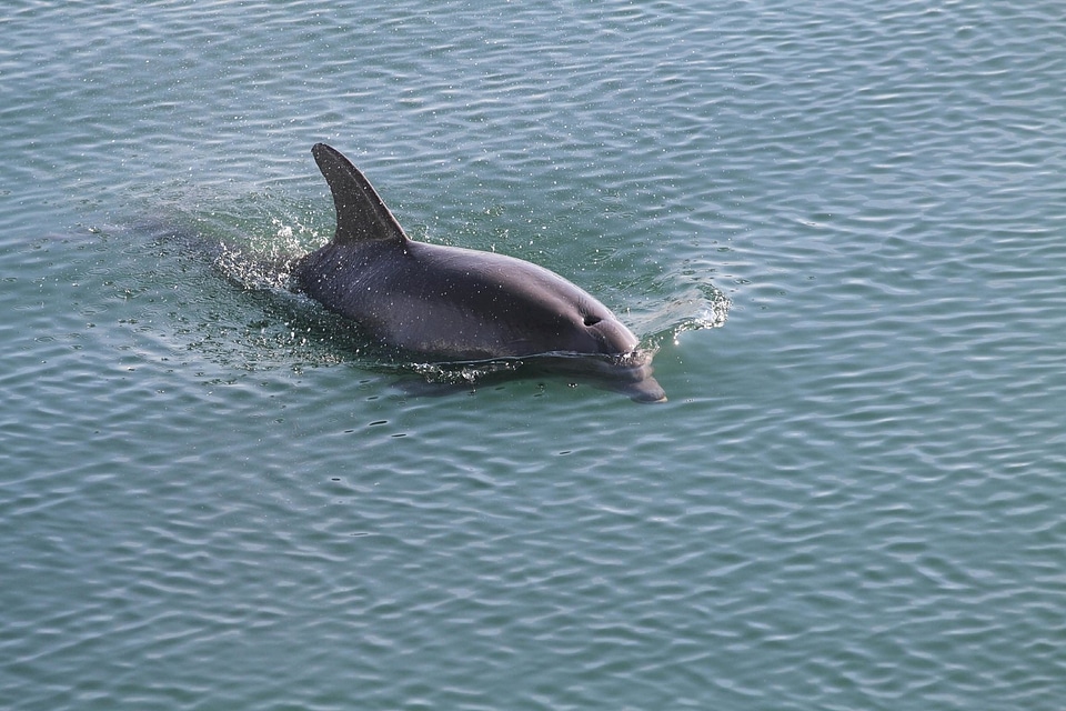 Daylight dolphin nature